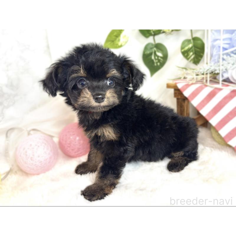 成約済の滋賀県のチワプー:チワワ×トイプードル-408993の2枚目